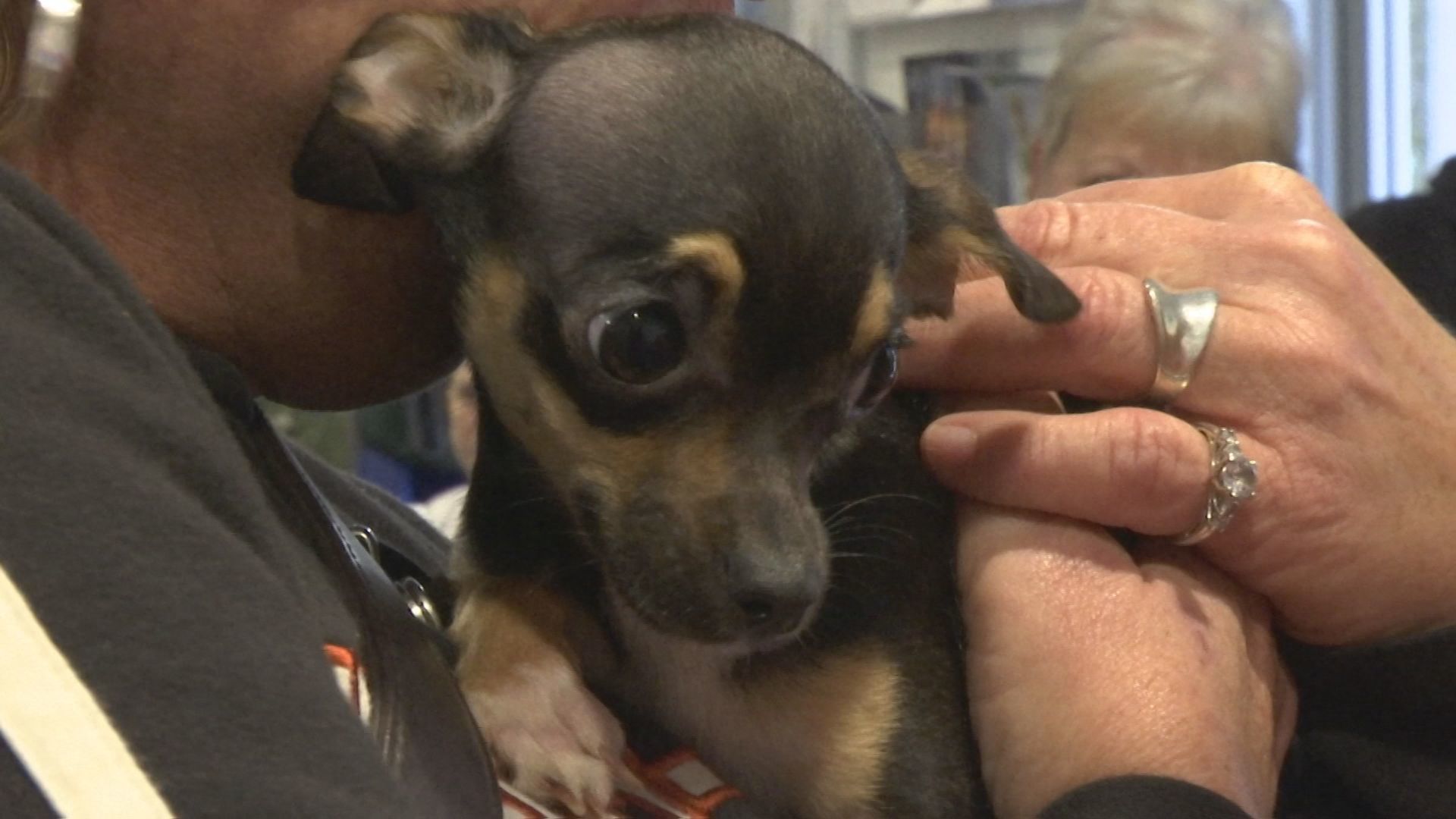 adopted chihuahuas 11.jpg